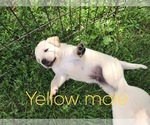 Small Photo #4 Labrador Retriever Puppy For Sale in FARMINGTON, MO, USA