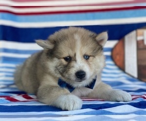Pomsky-Shiba Inu Mix Puppy for sale in LANCASTER, PA, USA