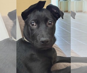 Mutt Dogs for adoption in Des Moines, IA, USA