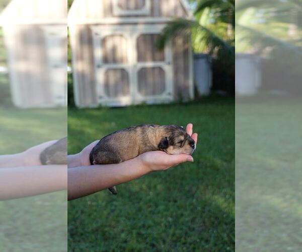 Medium Photo #4 Schnauzer (Miniature) Puppy For Sale in LEHIGH ACRES, FL, USA