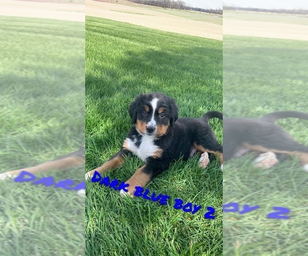 Medium Photo #2 Bernese Mountain Dog Puppy For Sale in BROWNSTOWN, IN, USA