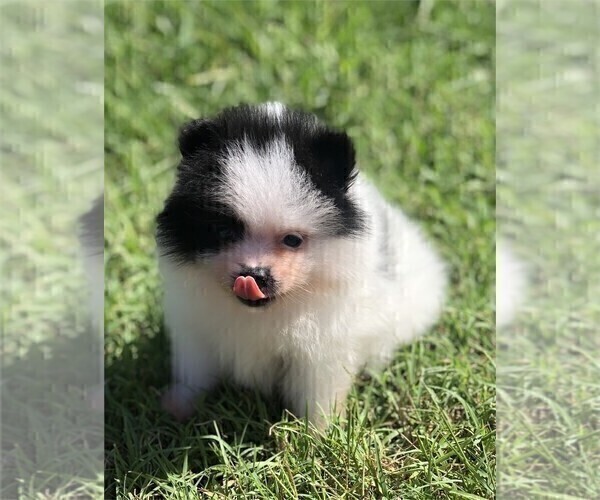 Medium Photo #8 Pomeranian Puppy For Sale in MIAMI, FL, USA