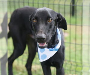 Doberman Pinscher-Labrador Retriever Mix Dogs for adoption in San Antonio, TX, USA