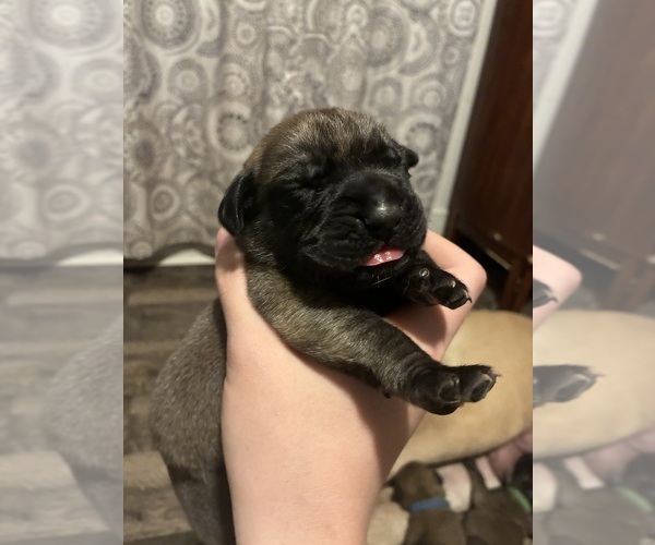 Medium Photo #3 Mastiff Puppy For Sale in SEARCY, AR, USA
