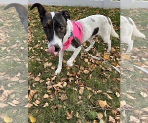 Mutt Dogs for adoption in Plainfield, IL, USA