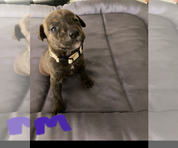 Medium Photo #6 American Pit Bull Terrier-Unknown Mix Puppy For Sale in DONALDS, SC, USA