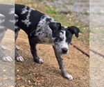 Small #3 Catahoula Leopard Dog Mix