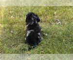 Small #4 Dachshund