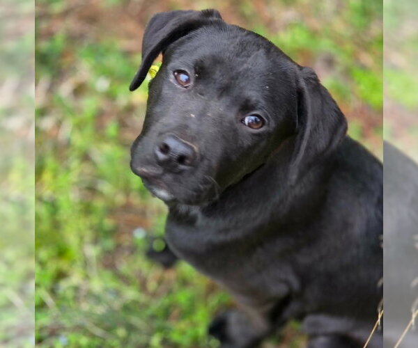 Medium Photo #1 Boxer-Unknown Mix Puppy For Sale in Canton, CT, USA