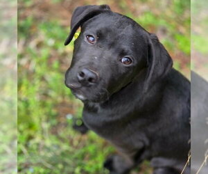 Boxer-Unknown Mix Dogs for adoption in Canton, CT, USA