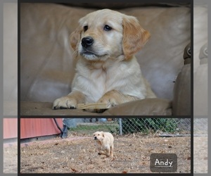 Golden Retriever Puppy for sale in HUTCHINSON, KS, USA