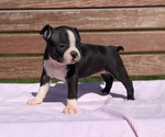 Small #1 Boston Terrier
