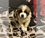 Small Photo #2 Saint Bernard Puppy For Sale in TULSA, OK, USA