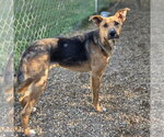 Small #1 German Shepherd Dog Mix