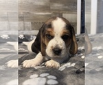 Puppy Puppy 1 Ranger Beagle