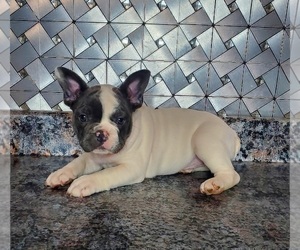French Bulldog Puppy for sale in GOSHEN, IN, USA