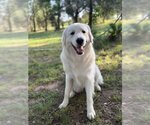 Small Great Pyrenees