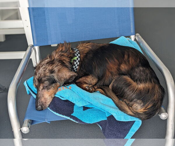 Medium Photo #4 Dachshund Puppy For Sale in Fruitland, SC, USA