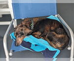 Small #3 Dachshund