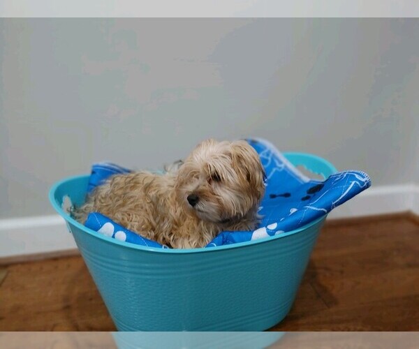 Medium Photo #10 Shorkie Tzu Puppy For Sale in MARIETTA, GA, USA