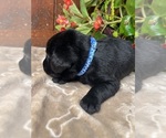 Small #5 Labrador Retriever