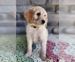 Small Photo #4 Goldendoodle Puppy For Sale in SEVERANCE, CO, USA