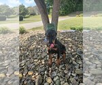 Puppy Orange collar Doberman Pinscher