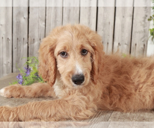 Goldendoodle Puppy for sale in MOUNT VERNON, OH, USA