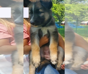 Medium Alaskan Malamute-German Shepherd Dog Mix