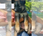 Puppy Blaze Alaskan Malamute-German Shepherd Dog Mix