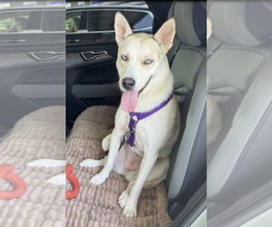 Huskimo Dogs for adoption in Mt. Laurel, NJ, USA
