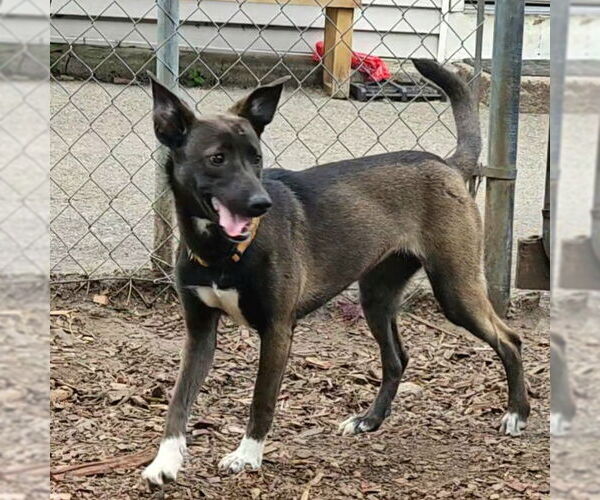 Medium Photo #2 Feist Terrier-Unknown Mix Puppy For Sale in Bloomingdale, NJ, USA