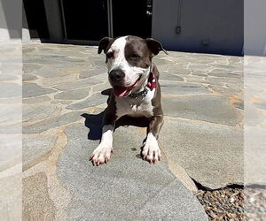 Peggy - Female American Staffordshire Terrier Dog for Adoption - Photo #8