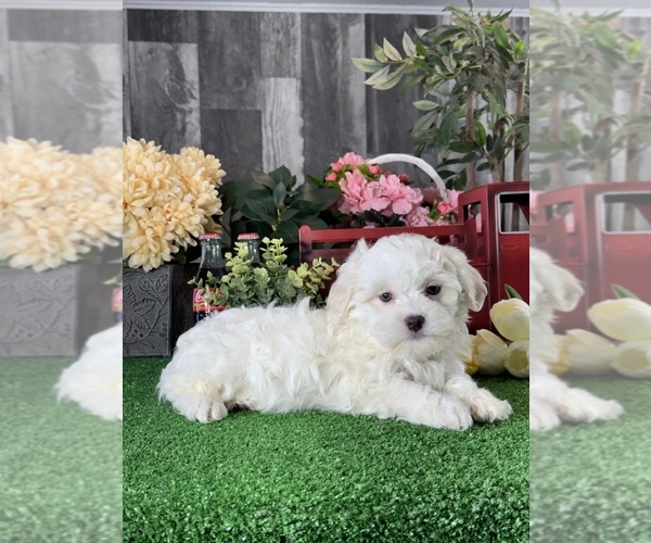 Medium Photo #3 Havanese Puppy For Sale in CANOGA, NY, USA