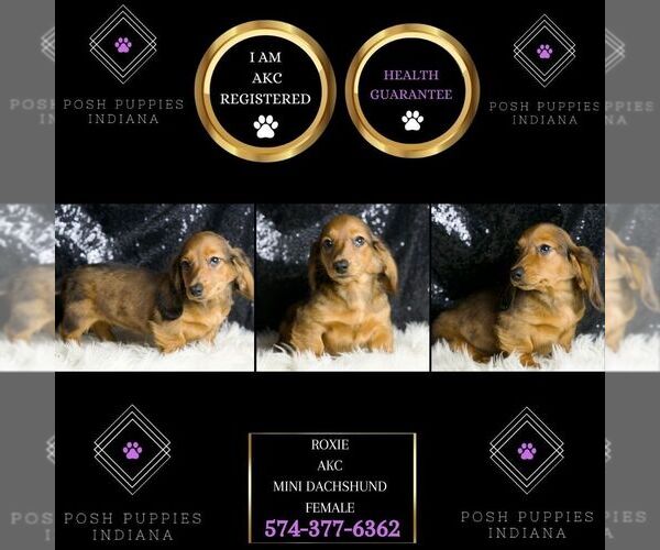 Medium Photo #2 Dachshund Puppy For Sale in WARSAW, IN, USA