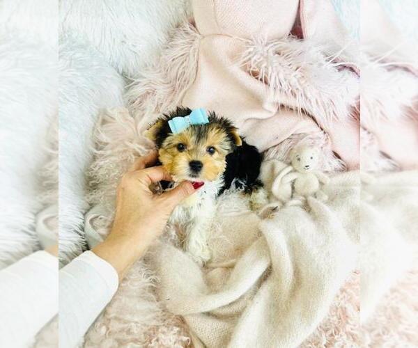 Medium Photo #2 Morkie Puppy For Sale in PEMBROKE PINES, FL, USA