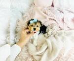 Small #1 Morkie
