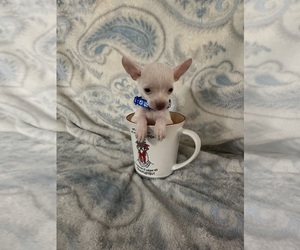 Chihuahua Puppy for sale in JACKSON, GA, USA