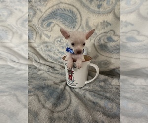 Chihuahua Puppy for Sale in JACKSON, Georgia USA