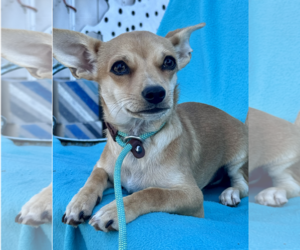 Chihuahua-Unknown Mix Dogs for adoption in Newport Beach, CA, USA