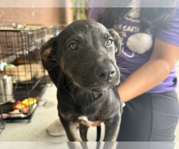Medium Photo #1 Labrador Retriever-Unknown Mix Puppy For Sale in The Woodlands, TX, USA