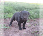 Puppy Harvey Mutt-Unknown Mix