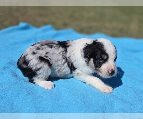 Medium Photo #2 Aussiedoodle Puppy For Sale in WILLS POINT, TX, USA