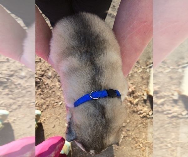 Medium Photo #5 Alaskan Malamute Puppy For Sale in CRIVITZ, WI, USA