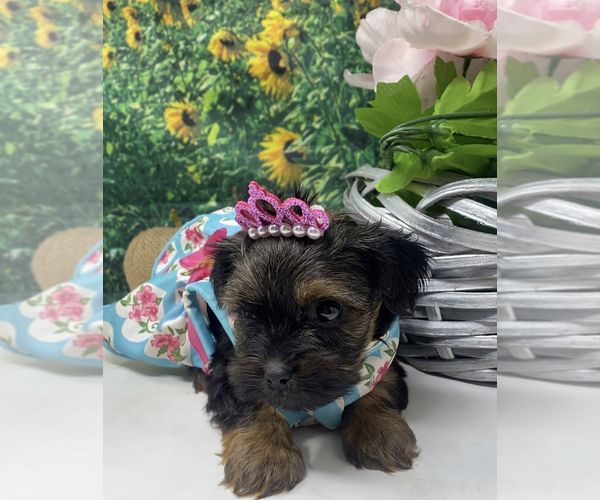 Medium Photo #3 Shorkie Tzu Puppy For Sale in SELLERSBURG, IN, USA