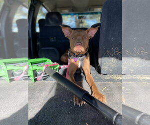 Kumara (Courtesy) - Female Bull Terrier-Unknown Mix Dog for Adoption - Photo #3