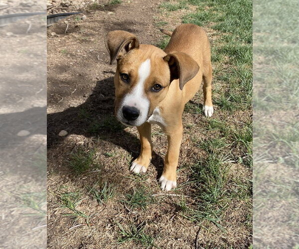 Medium Photo #15 German Shepherd Dog-Unknown Mix Puppy For Sale in Lakewood, CO, USA