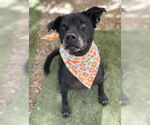 Small #4 Labrador Retriever Mix