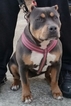 Small Photo #1 American Bully Puppy For Sale in WILLISTON, FL, USA