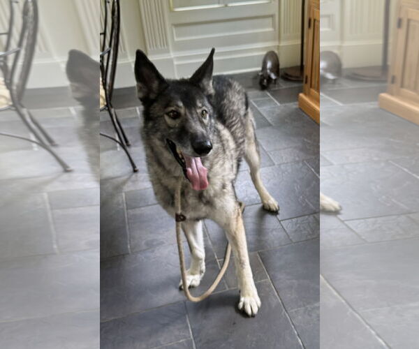 Medium Photo #4 Alusky Puppy For Sale in Cumming, GA, USA